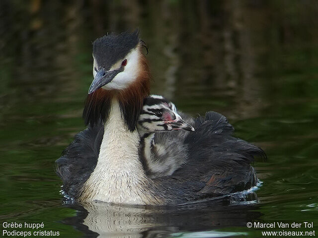 Great Crested Grebe