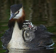 Great Crested Grebe