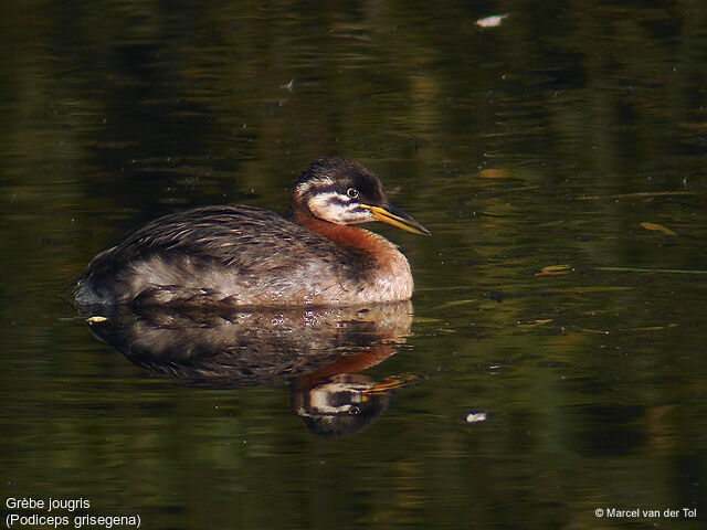 Red-necked Grebe