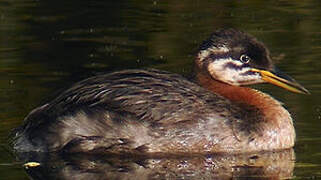 Red-necked Grebe