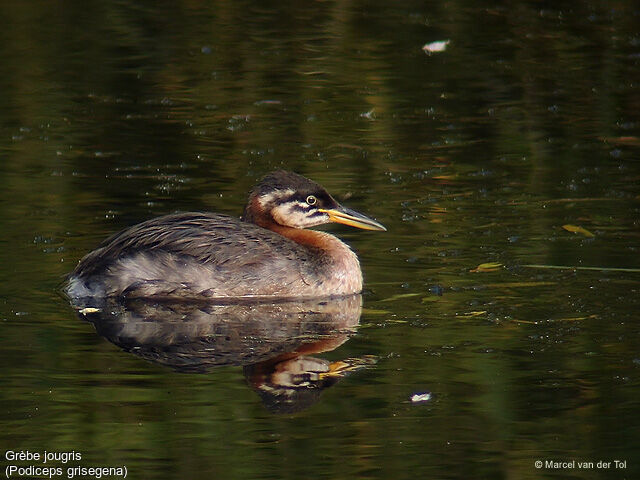 Red-necked Grebe