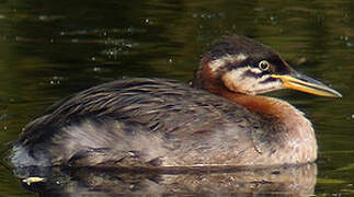 Red-necked Grebe