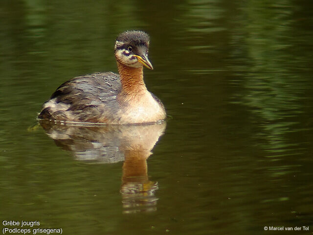 Red-necked Grebe