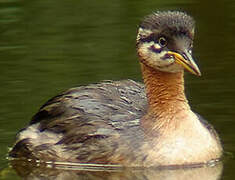 Red-necked Grebe