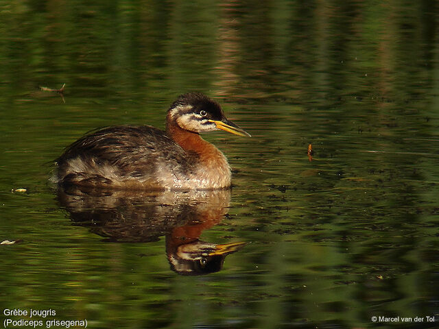 Red-necked Grebe