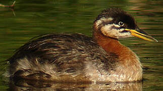 Red-necked Grebe