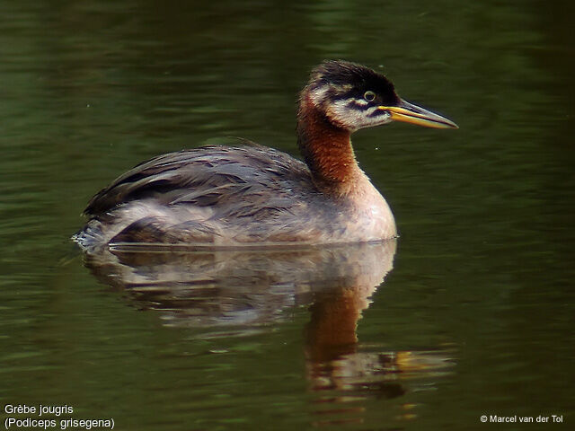 Red-necked Grebe