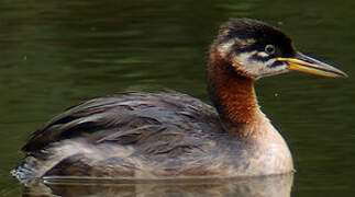 Red-necked Grebe