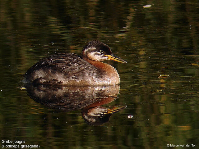 Red-necked Grebe