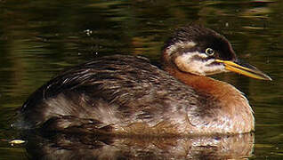 Red-necked Grebe