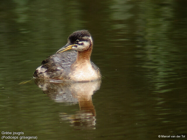 Red-necked Grebe