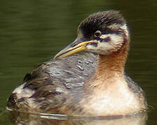 Red-necked Grebe