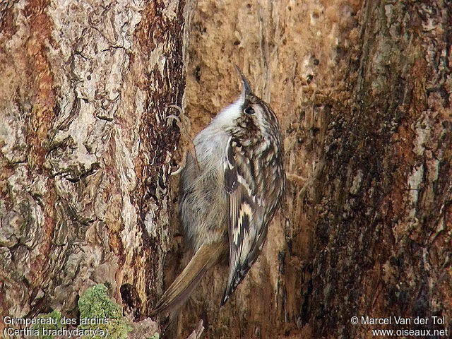 Short-toed Treecreeper