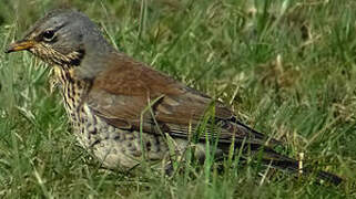 Fieldfare