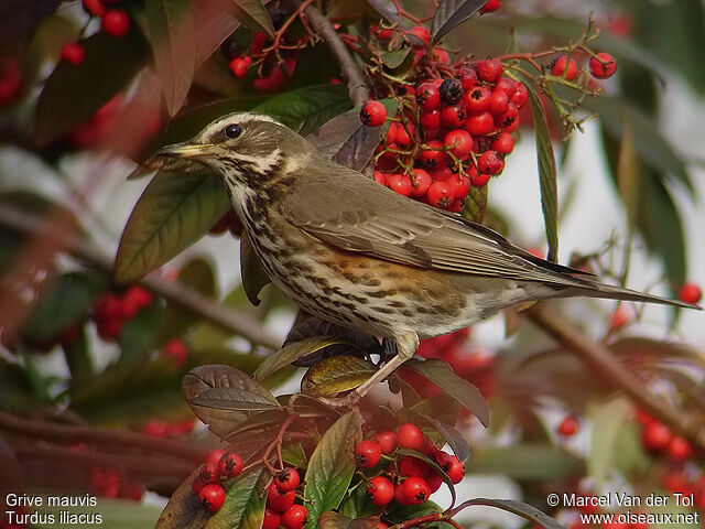 Redwing