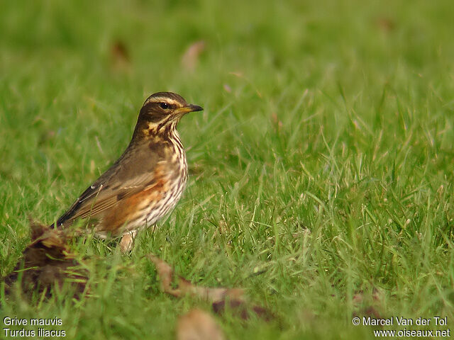 Redwing