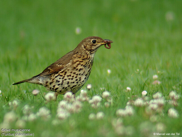 Song Thrush