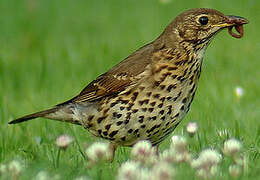 Song Thrush