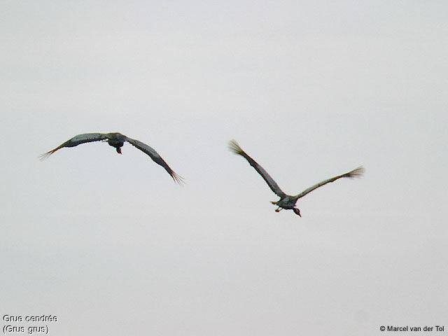 Common Crane