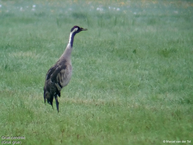 Common Crane