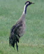 Common Crane