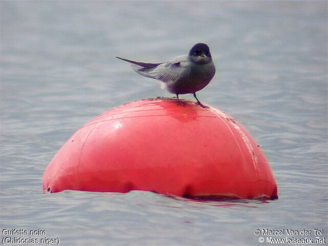 Black Tern