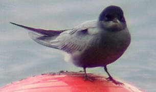 Black Tern