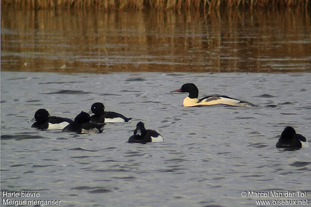 Common Merganser male