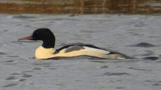 Common Merganser