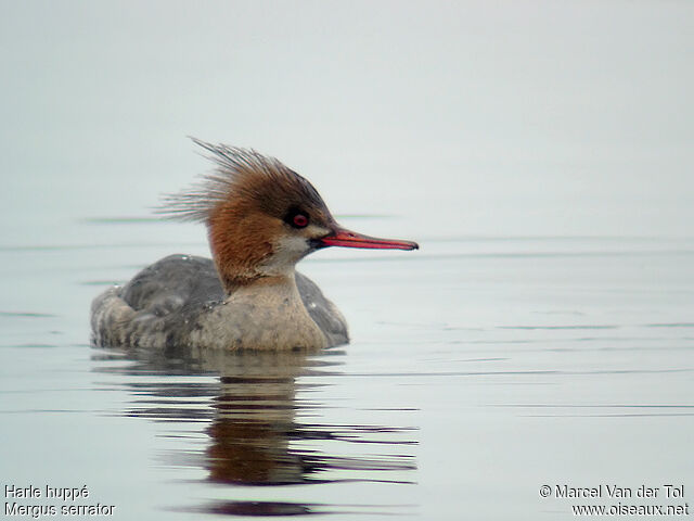 Red-breasted Merganser female