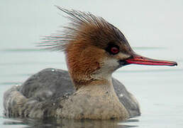 Red-breasted Merganser