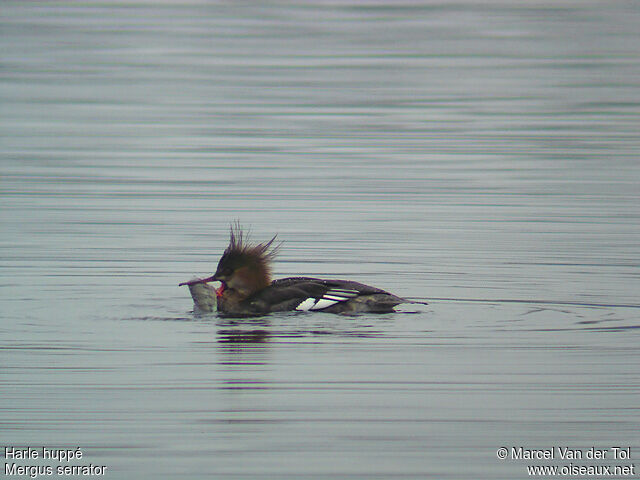 Red-breasted Merganser female