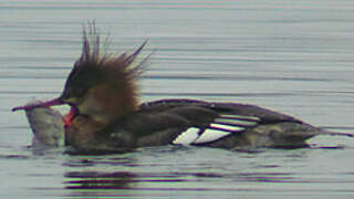 Red-breasted Merganser