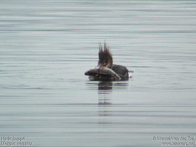 Red-breasted Merganser female