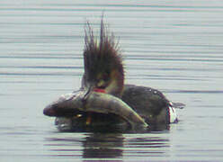 Red-breasted Merganser