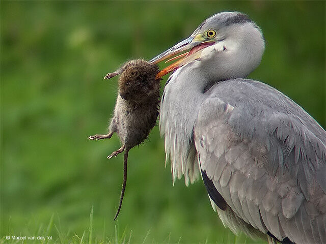 Grey Heron