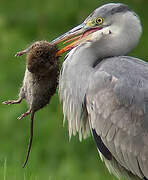 Grey Heron