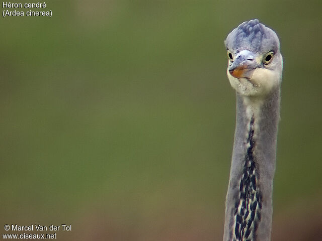 Grey Heron