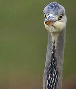 Grey Heron