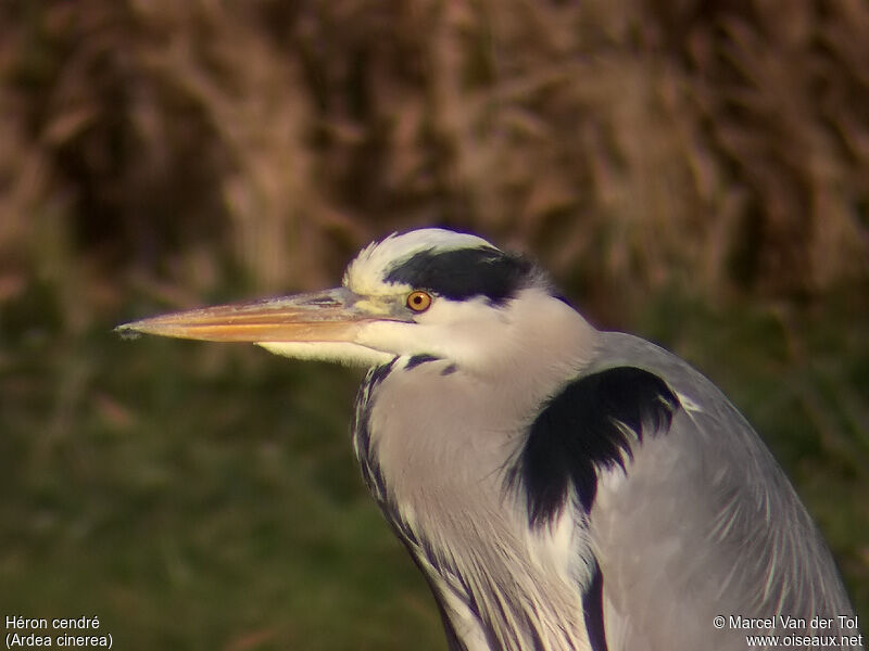 Grey Heron