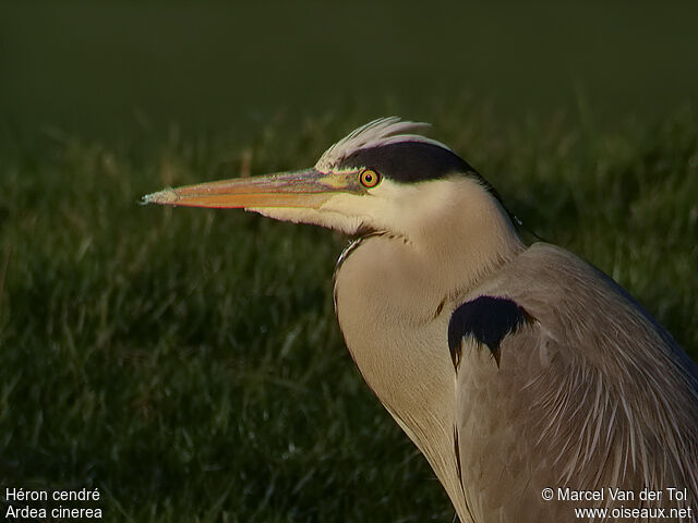 Grey Heronadult post breeding