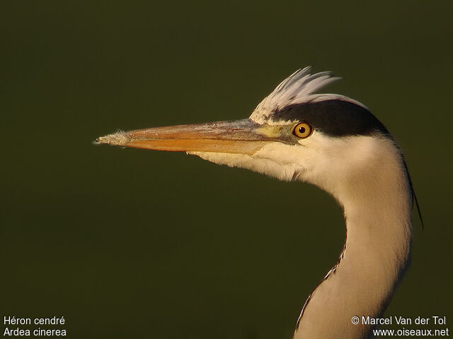 Grey Heronadult post breeding