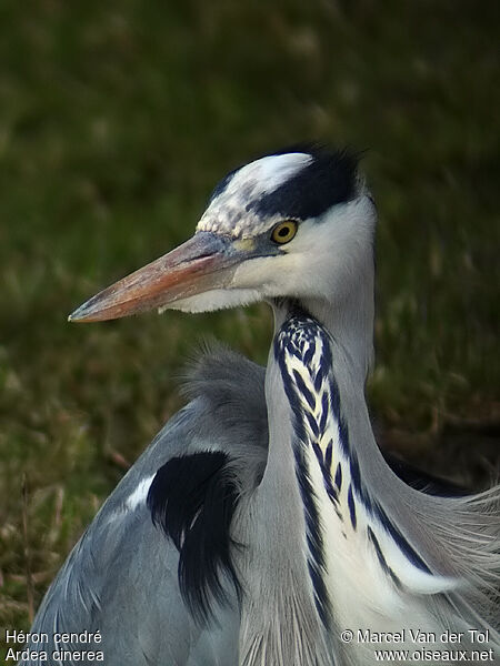 Grey Heronadult