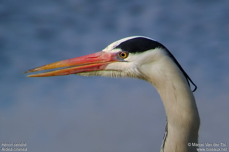 Grey Heronadult