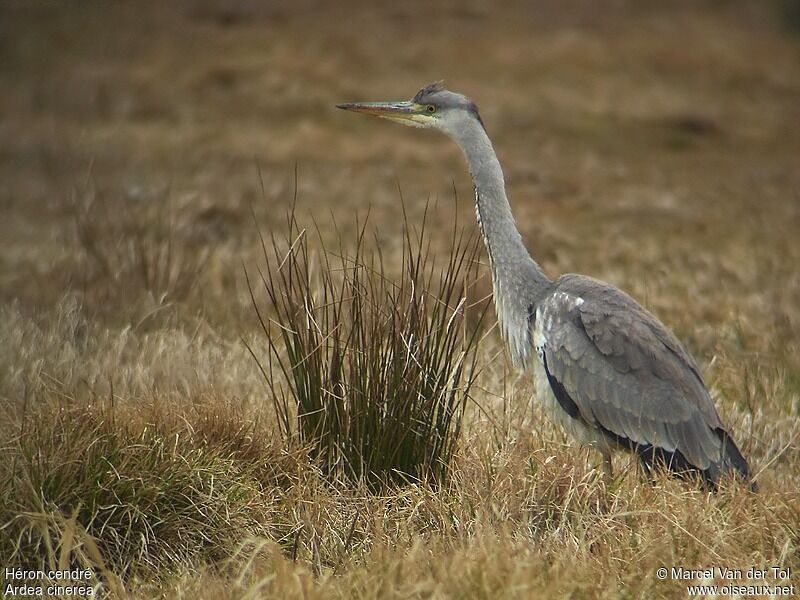 Grey HeronSecond year