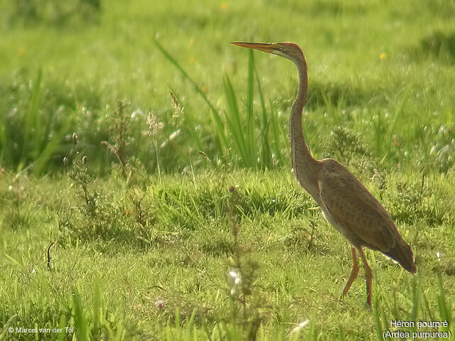 Purple Heron