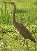 Purple Heron