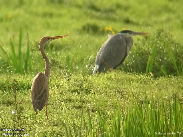 Purple Heron