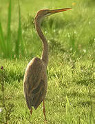 Purple Heron