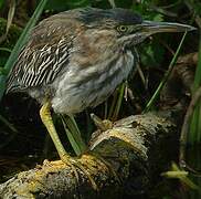 Green Heron